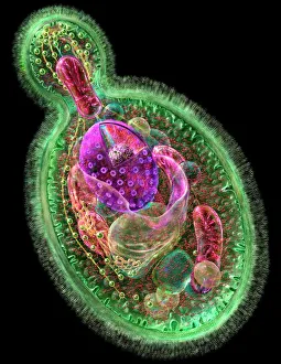 Impresiones de La célula de levadura en crecimiento. Artes del ordenador a través de una sección de la celda (Candida albicans) que reproduce sexualmente asépticamente Imágenes fechadas en 2008: Célula de levadura en floración