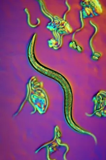 Light Micrograph Images Imprime: C. elegans worms, light micrograph