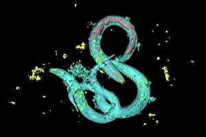 Imágenes fechadas el 25 de marzo de 2013: Gusanos de C.elegans en un microscopio con luz