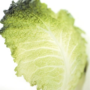 Fresh Green Vegetable Imprime: Cabbage leaf