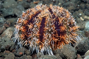 Tropical Sea Creatures Imprime: Cake urchin
