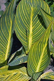 Exotic Houseplants For Sale Imprime: Calla sp