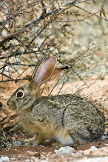Impresiones de El conejo cabra (Lepus capensis) se refugia bajo una maleza. Los conejos de Cabra se encuentran en todo África y han extendido su área a muchos partes de Europa, Oriente Medio e Asia Imágenes fechadas en septiembre de 2009: Pez caballo marino