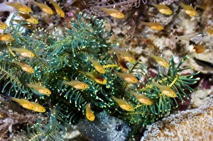 Coral Reef Ecosystem Photos Imprime: Cardinalfish