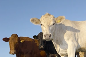Cattle Breeds Imprime: Cattle