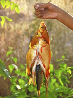 Impresiones de Pescado atrapado, pescador con una captura de peces dorados en un hilo, fotografiado en Tailandia Imágenes de marzo de 2007: Pescado capturado