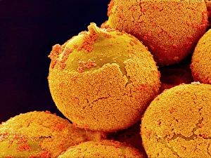 Pollen Grain Morphology Imprime: Cedar pollen, SEM