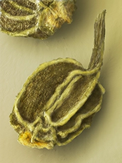 Impresiones de La fruta de apio, microscopía electrónica escaneada (SEM) seca del fruto, a menudo denominado semillas, de la planta de apio (Apium graveolens) Imágenes fechadas en enero de 2009: Fruta de apio, SEM