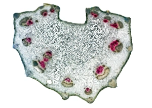 Impresiones de El tallo de cebolla. Micrografia ligera de una sección cruzada a través del tallo desde la planta de cebolla (Apium graveolens) Imágenes fechadas en noviembre de 2010: Hojita de cebolla, micrografía ligera