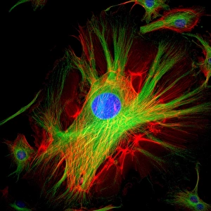 Impresión enmarcada : Estructura celular Impresión enmarcada : Estructura celular