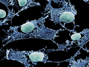Impresiones de El citosquema celular: micrografia escaneada por electrones colorida (SEM) del citosquema (azul) y núcleo verde de células cultivadas Imágenes de junio de 2005: Células, SEM