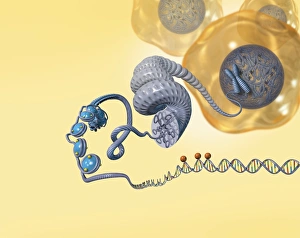 Double Helix Model Imprime: Cellular packaging of DNA, artwork