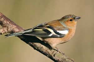 Chaffinch Bird Imprime: Chaffinch