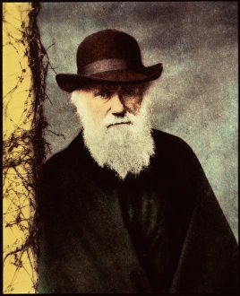 Charles Darwin Portrait Imprime: Charles Darwin
