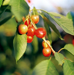 Fresh Cherries Imprime: Cherries