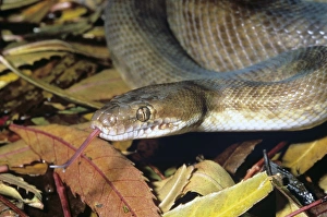 Australian Snakes Imprime: Childrens python