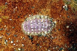 Marine Invertebrates Imprime: Chiton shell