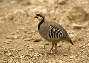 Greek Nature Reserve Imprime: Chukar