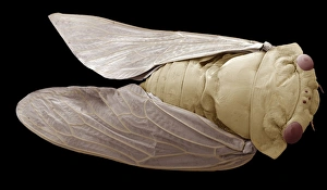 Scanning Electron Microscope Images Of Insects Imprime: Cicada, SEM