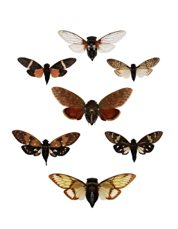 Cicadas