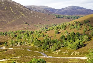 Scottish Wilderness Photography Imprime: Cleared scots pine forest
