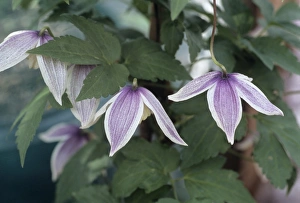 Exotic Flower Photography Imprime: Clematis Blue Eclipse flowers