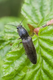 Click Beetle Imprime: Click beetle