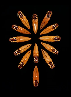 Amazon Basin Insects Imprime: Click beetles