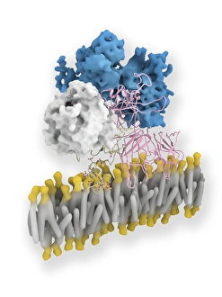 Blood Clotting Process Imprime: Coagulation factor complex molecule C014 / 0410