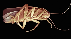 Insect Scanning Electron Microscopy Imprime: Cockroach, SEM