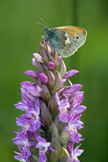 Butterfly Habitat Conservation Imprime: Coenonympha pamphilus