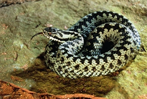 Venomous Reptiles Imprime: Coiled adder