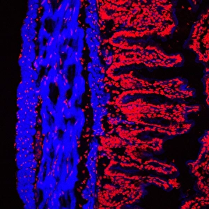 Impresiones de La pared del colon. Micrografía de fluorescencia confocal de la línea del colon de un ratón (intestino grande). El colon comienza en el intestino pequeño y termina en el recto Imágenes de junio de 2006: Línea de colonos