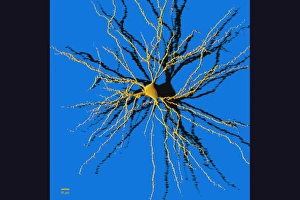 Nerve Cell Anatomy Imprime: Coloured computer image of a nerve cell