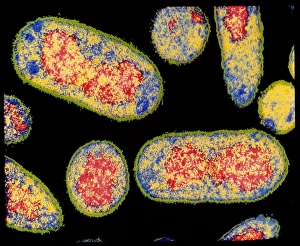 E Coli Bacteria Imprime: Coloured TEM of E. coli bacterium