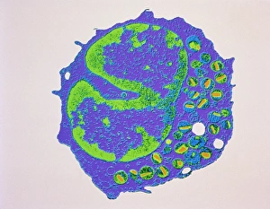 White Blood Cell Structure Imprime: Coloured TEM of a section through an eosinophil