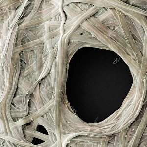 Madagascar Rainforest Wildlife Imprime: Comet Moth Cocoon Detail