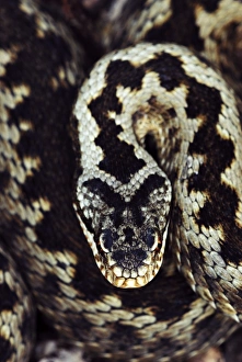 Common Adder Imprime: Common adder