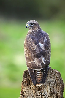 Spring Bird Photography UK Imprime: Common buzzard