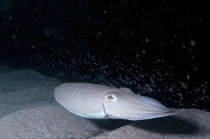 Imágenes fechadas el 23 de junio de 2011: Cangrejo común de la familia Sepiidae