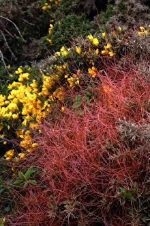 Impresiones de La común Dodera (Cuscuta epithymum, roja) y la común Gorra de Europa (Ulex europaeus, amarilla). La Dodera común es una planta parasitaria que no contiene clorofila Imágenes de enero de 2008: Dodero común (Cuscuta epithymum)