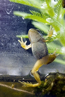 European Frogs Imprime: Common frog
