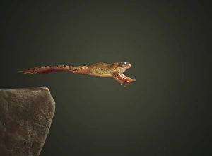 European Frogs Imprime: Common frog leaping