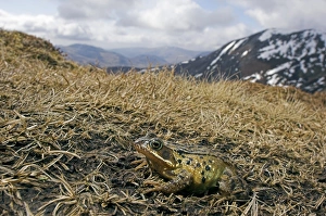 Impresiones de Salamandra común (Rana temporaria) emigrando hacia arriba para reproducirse en un estanque de una zona mojada. El estanque está a 840 metros sobre el nivel del mar Imágenes fechadas en diciembre de 2006: Ranita común en migración