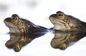 European Frog Species Imprime: Common frogs spawning