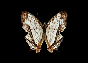 Tropical Butterfly Images Imprime: Common map butterfly