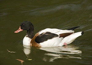 Birds In Autumn Imprime: Common shelduck