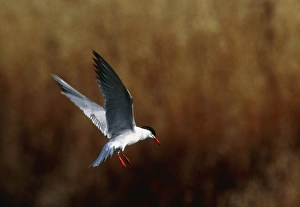 Marine Bird Species Imprime: Common tern flying
