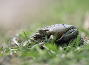 Common Toad Mating Imprime: Common toads mating