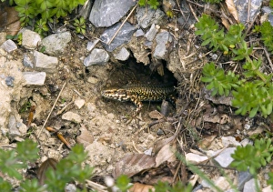 French Nature Photography Imprime: Common wall lizard
